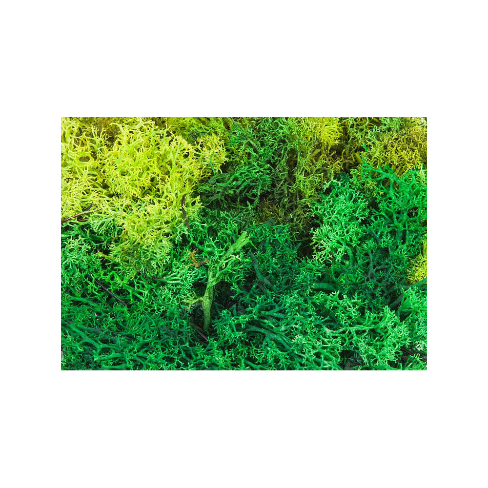 Lichens 1/87 HO FALLER