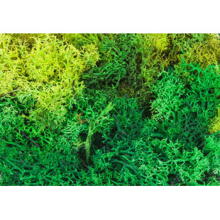 Lichens 1/87 HO FALLER